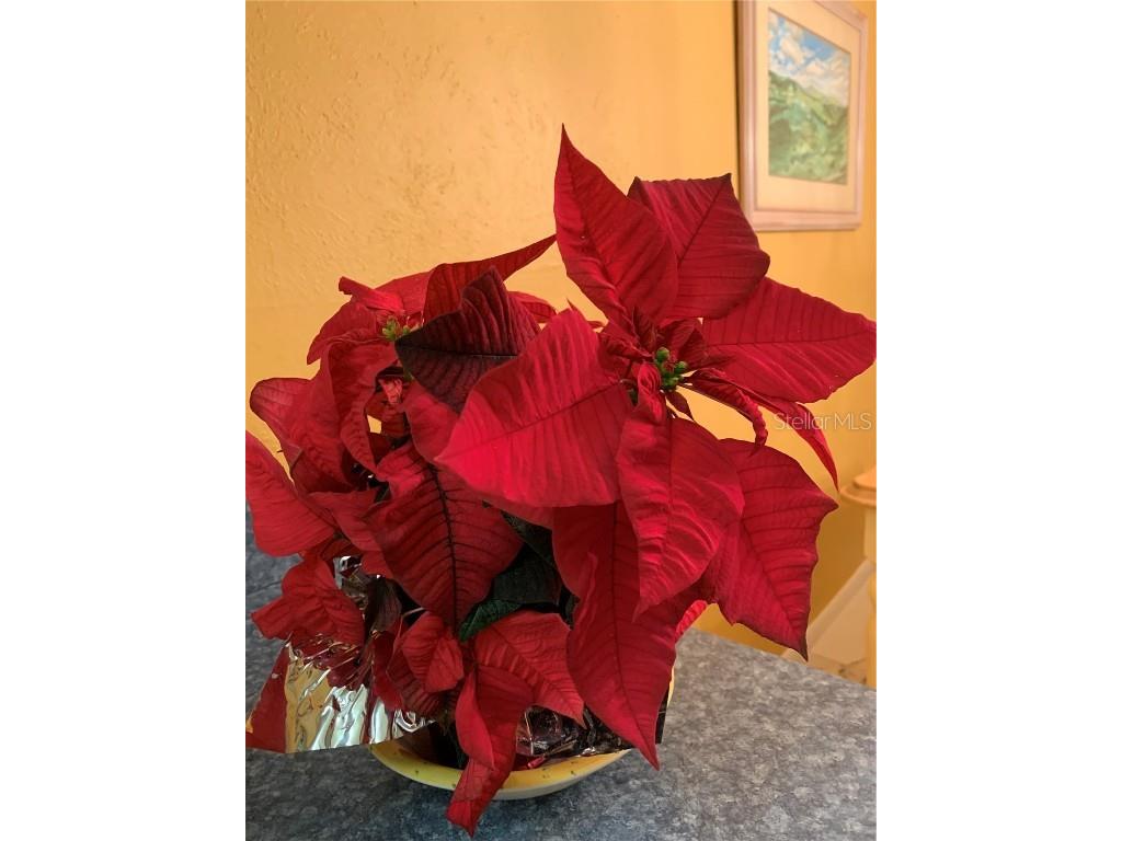 1799 N Highland Avenue #170 Clearwater FL 33755 TB8380932 image19