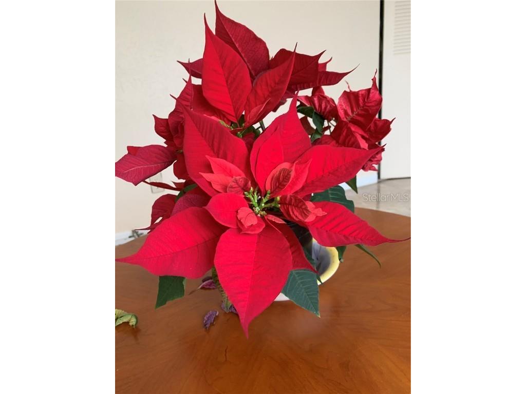 1799 N Highland Avenue #170 Clearwater FL 33755 TB8380932 image20