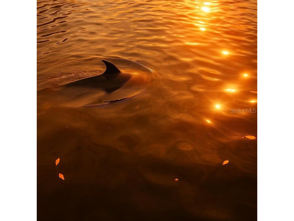 18 Yawl Lane #18 Palm Harbor FL 34683 TB8383101 image16