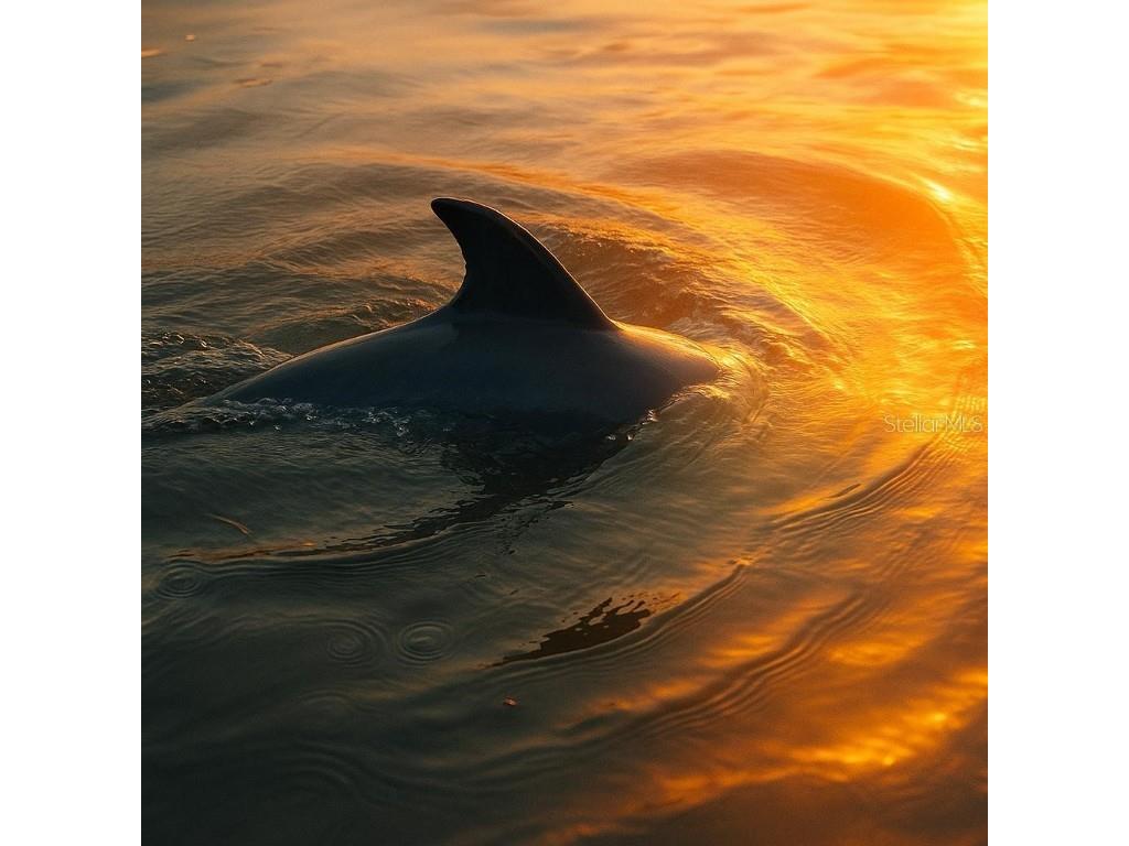 18 Yawl Lane #18 Palm Harbor FL 34683 TB8383101 image17