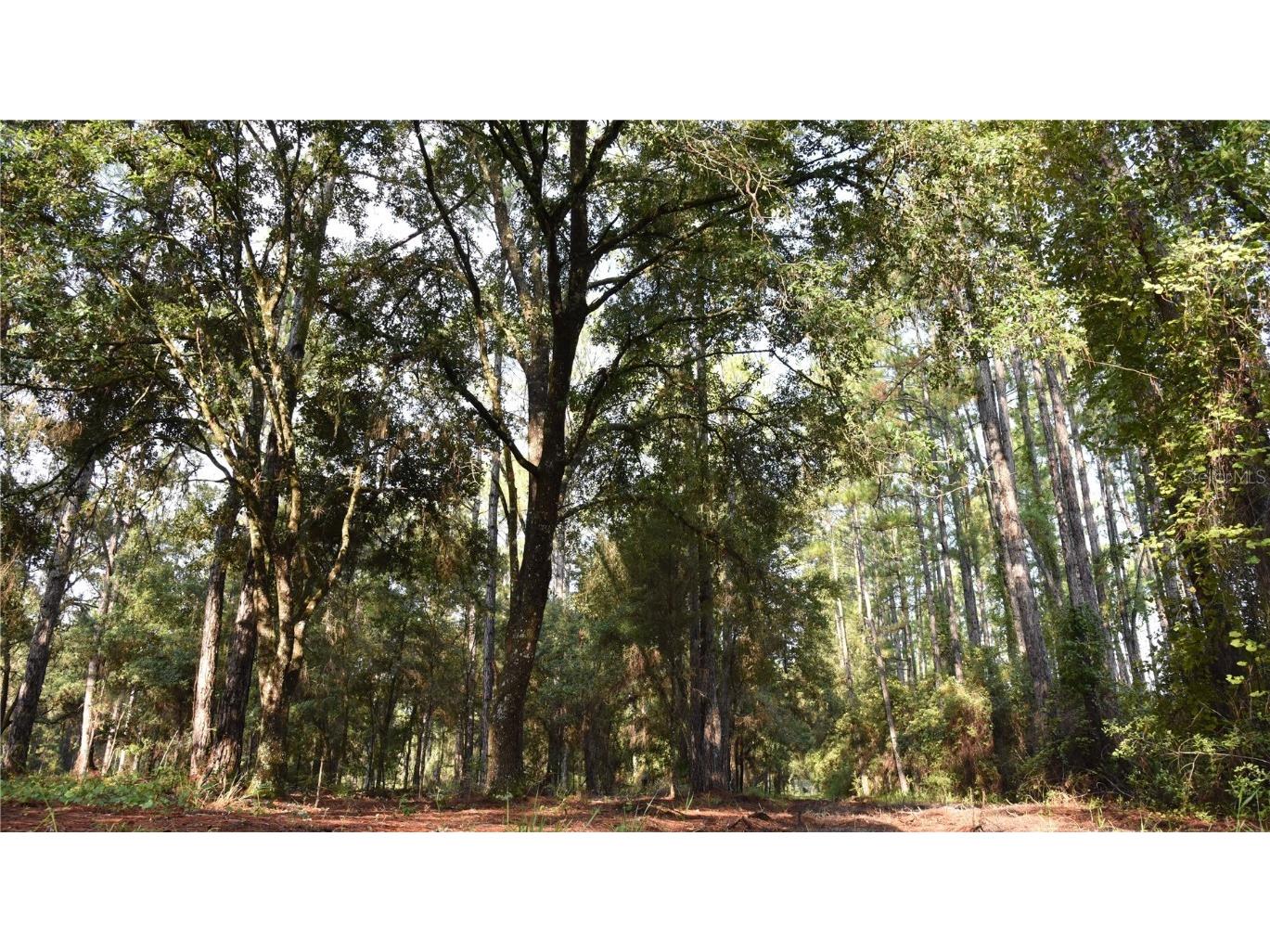 180 Caravelle Farms Road Palatka FL 32177 OM709724 image1