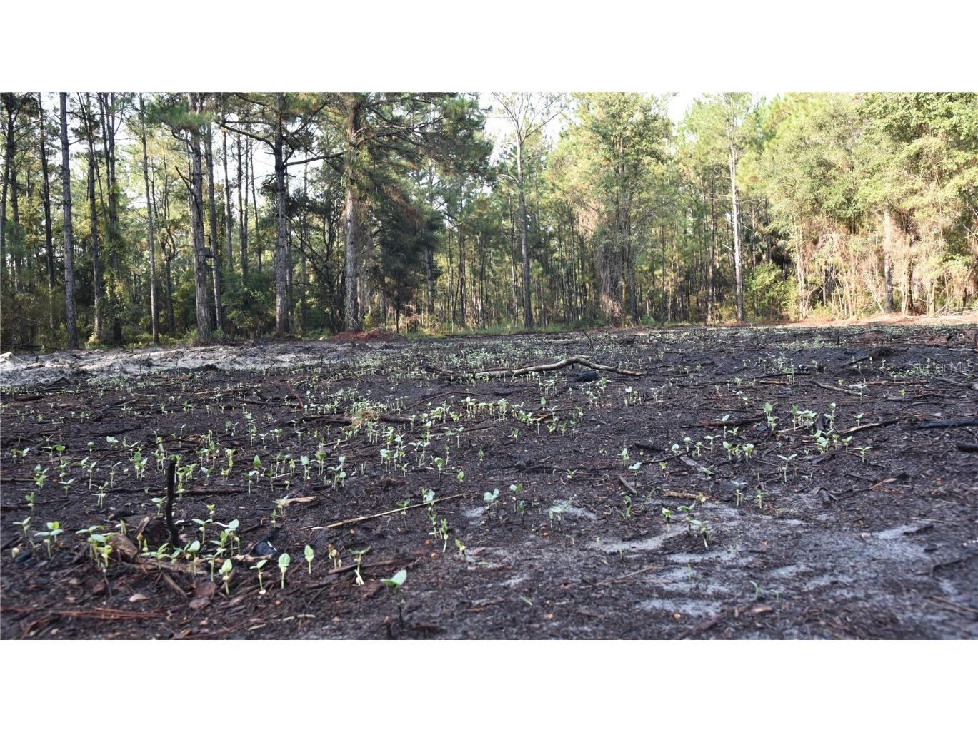 180 Caravelle Farms Road Palatka FL 32177 OM709724 image11