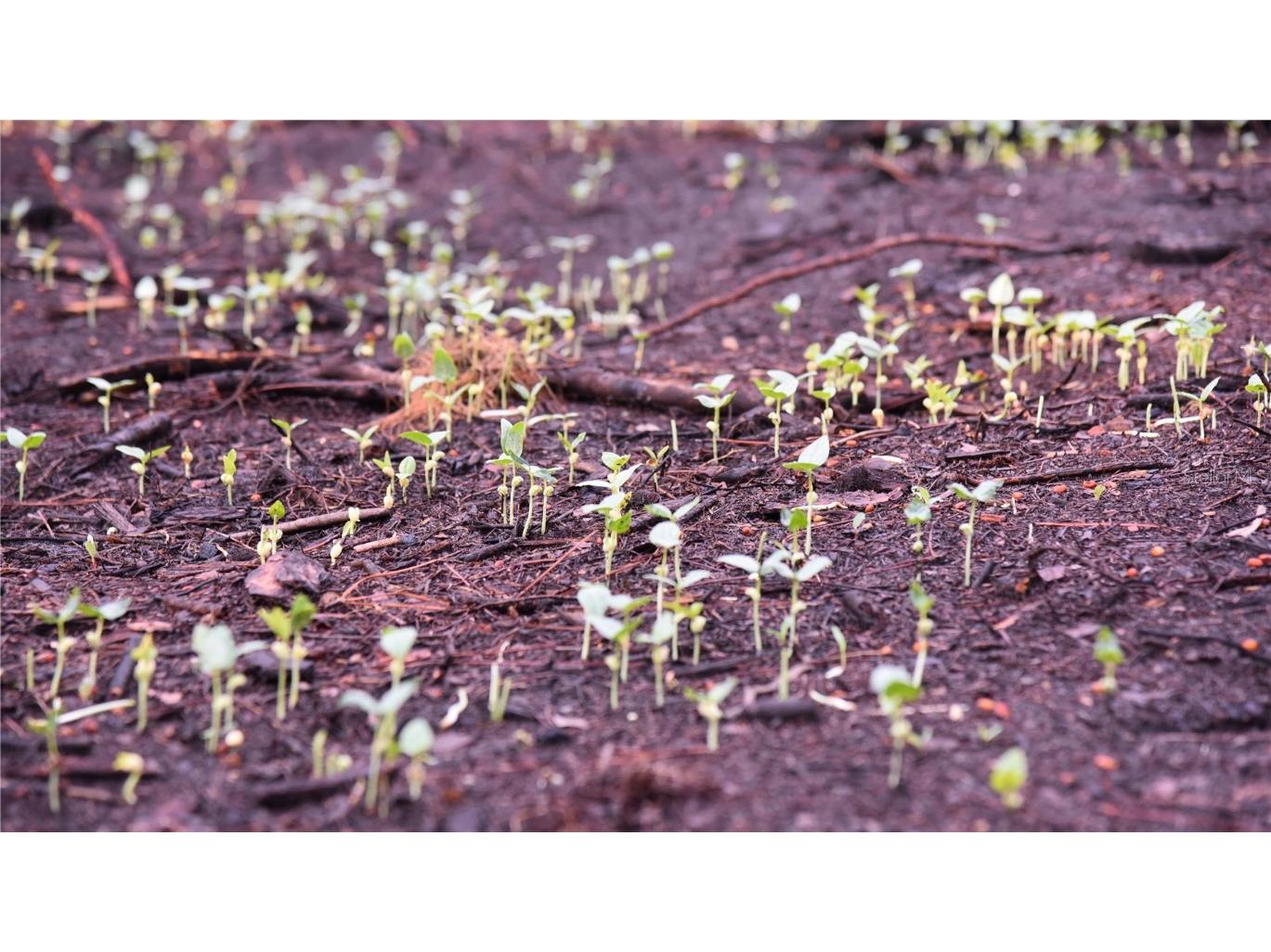 180 Caravelle Farms Road Palatka FL 32177 OM709724 image12