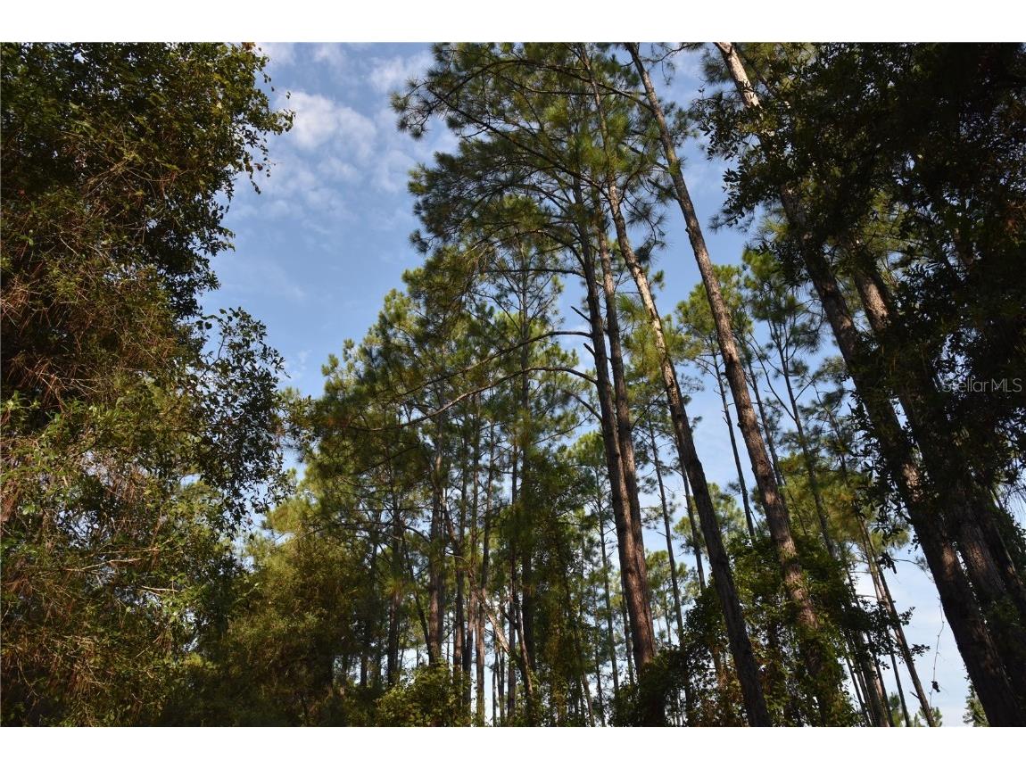 180 Caravelle Farms Road Palatka FL 32177 OM709724 image13