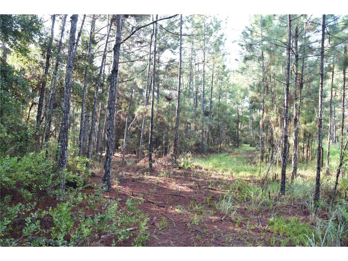 180 Caravelle Farms Road Palatka FL 32177 OM709724 image22