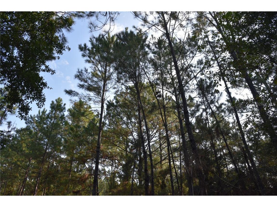 180 Caravelle Farms Road Palatka FL 32177 OM709724 image23