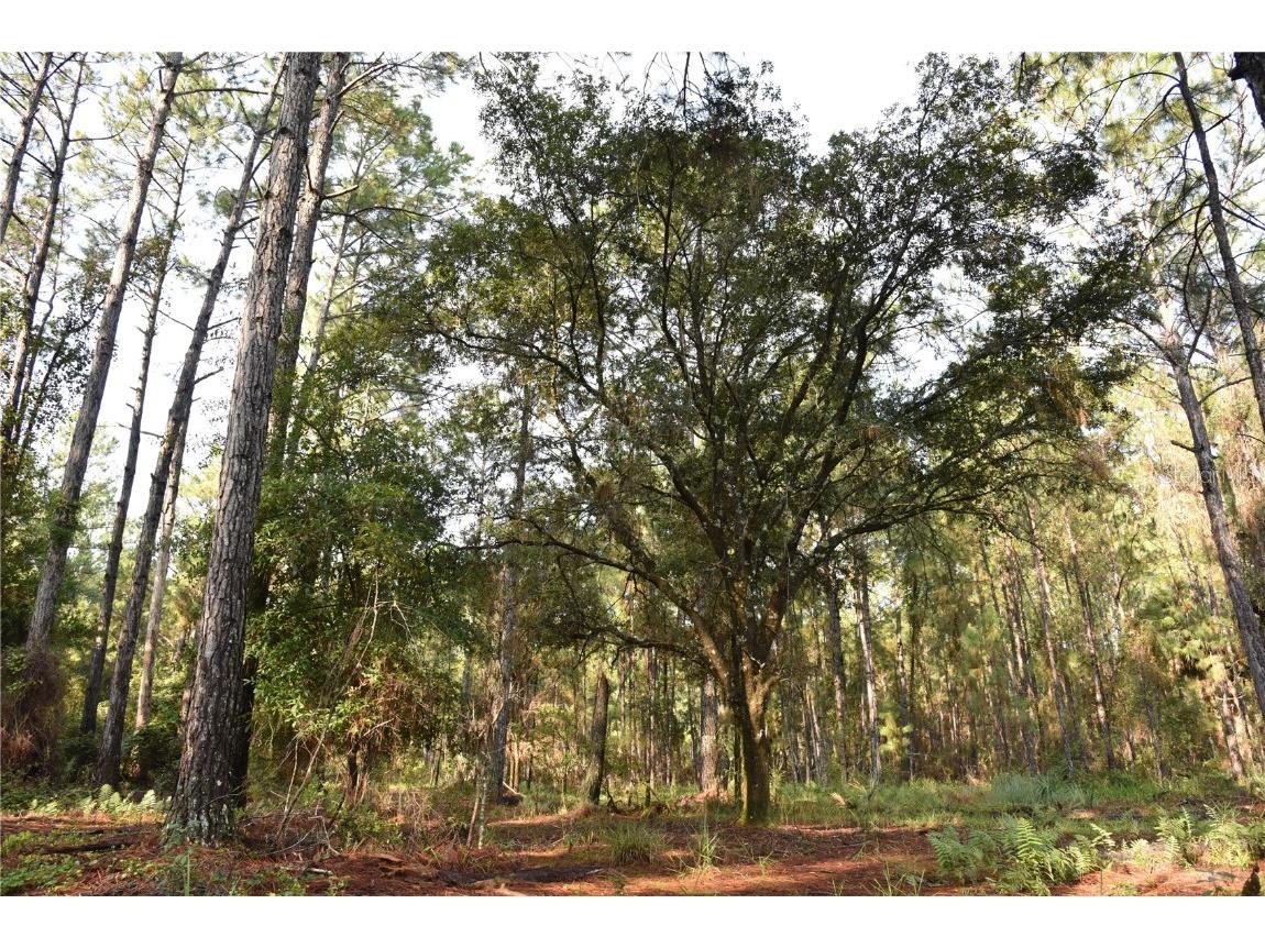 180 Caravelle Farms Road Palatka FL 32177 OM709724 image24