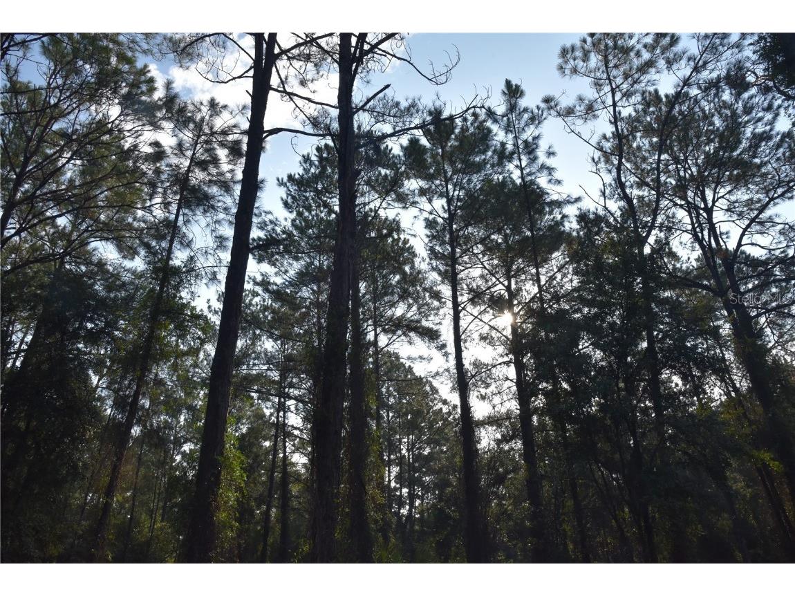 180 Caravelle Farms Road Palatka FL 32177 OM709724 image27