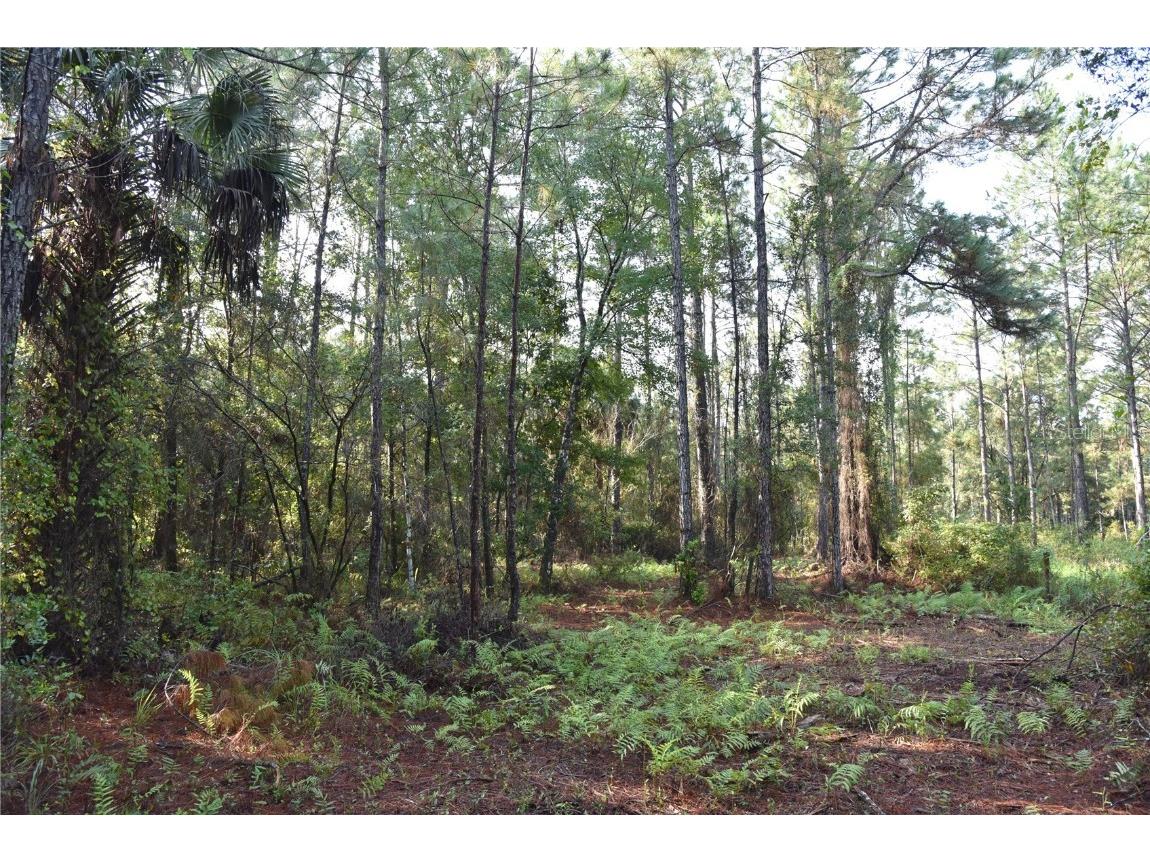 180 Caravelle Farms Road Palatka FL 32177 OM709724 image29