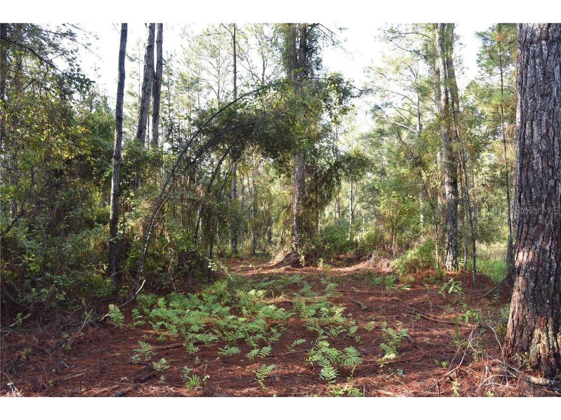 180 Caravelle Farms Road Palatka FL 32177 OM709724 image31