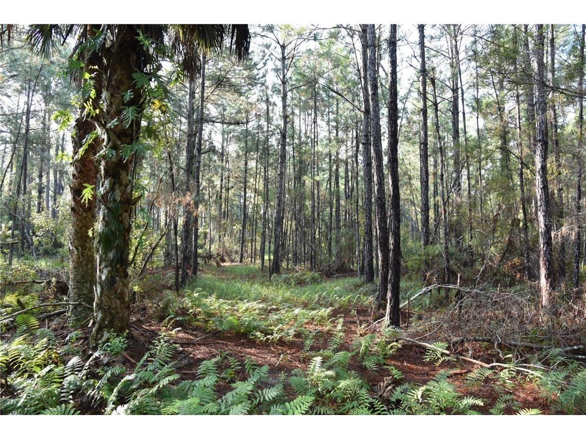 180 Caravelle Farms Road Palatka FL 32177 OM709724 image32