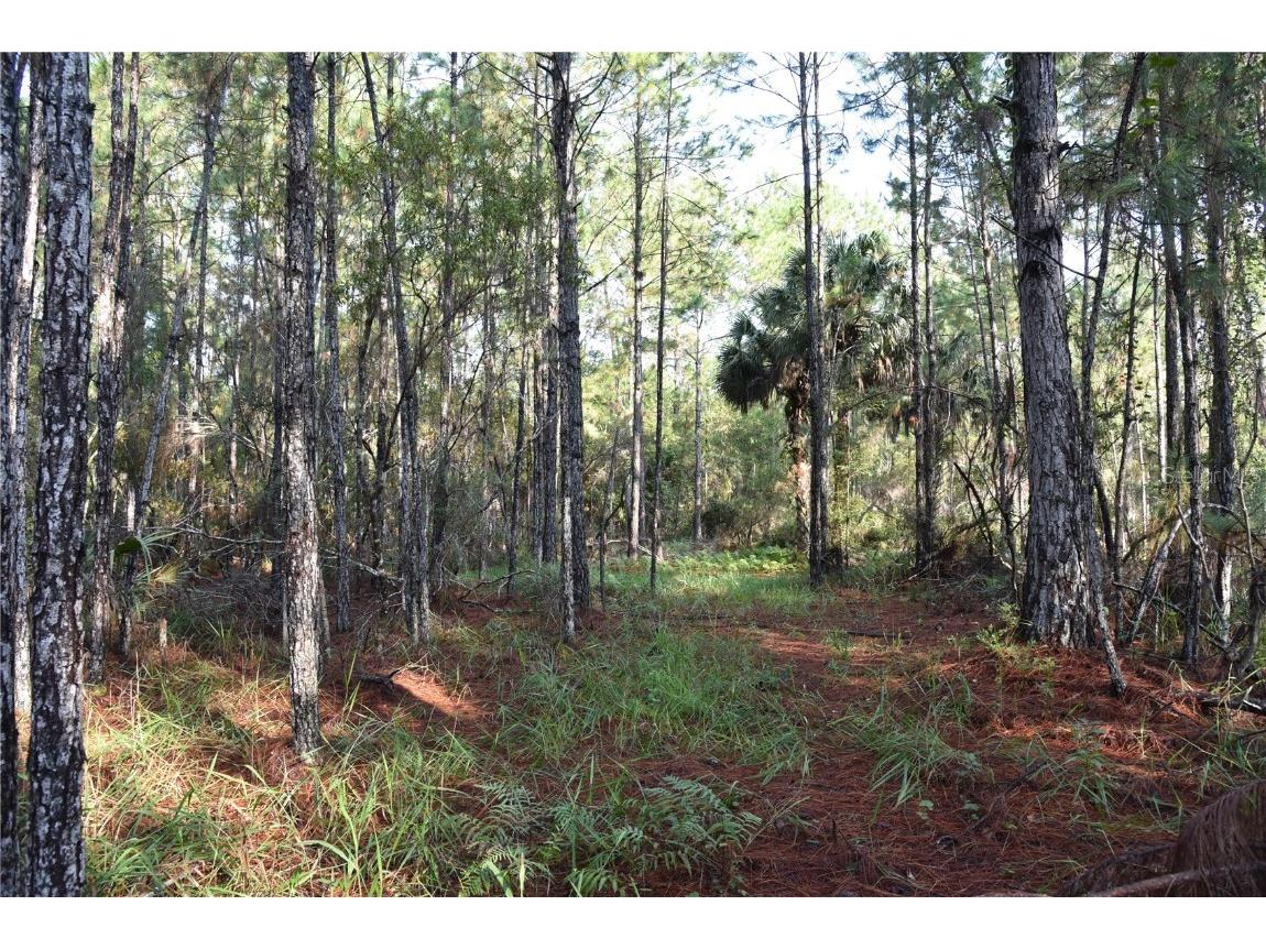 180 Caravelle Farms Road Palatka FL 32177 OM709724 image34