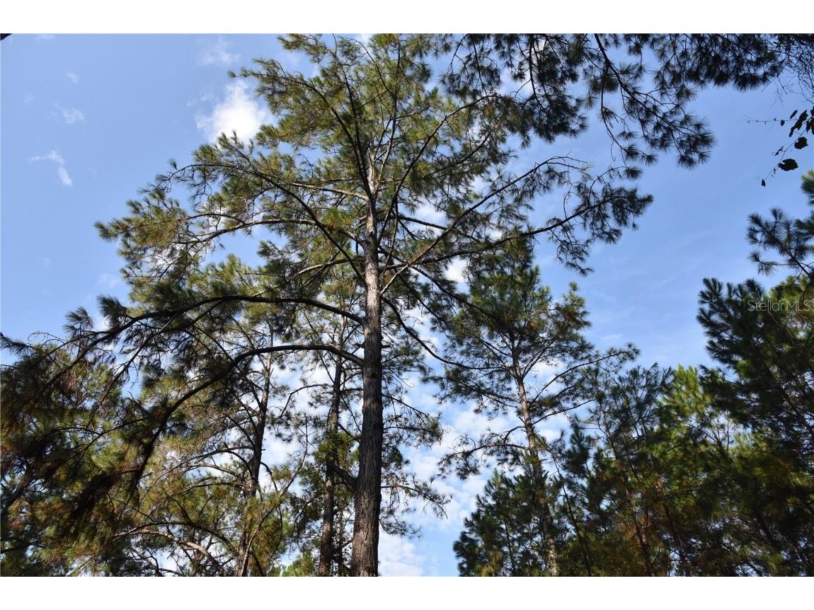 180 Caravelle Farms Road Palatka FL 32177 OM709724 image35