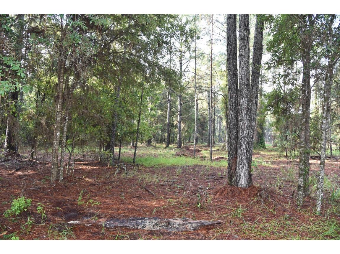 180 Caravelle Farms Road Palatka FL 32177 OM709724 image8