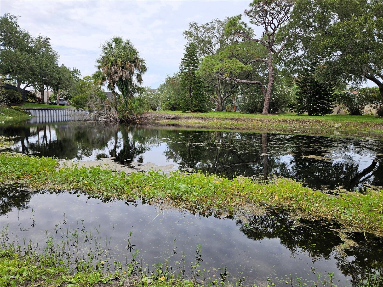 1800 Mariner Drive #9 Tarpon Springs FL 34689 TB8512233 image29