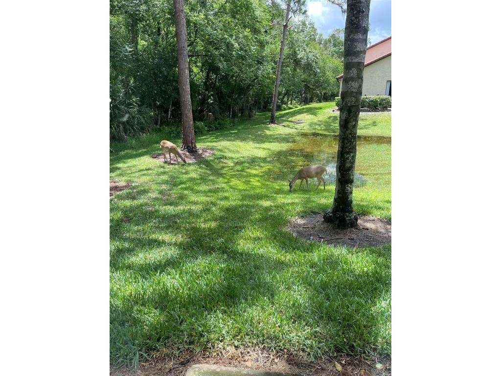 1801 E Lake Road #3A Palm Harbor FL 34685 TB8387876 image35