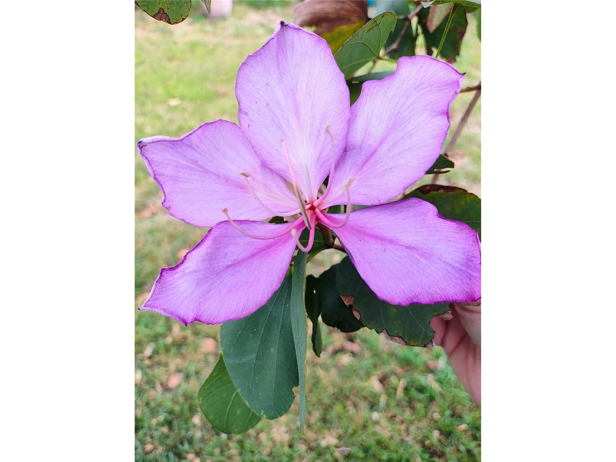 1801 Missouri Ave Saint Cloud FL 34769 G5105222 image31