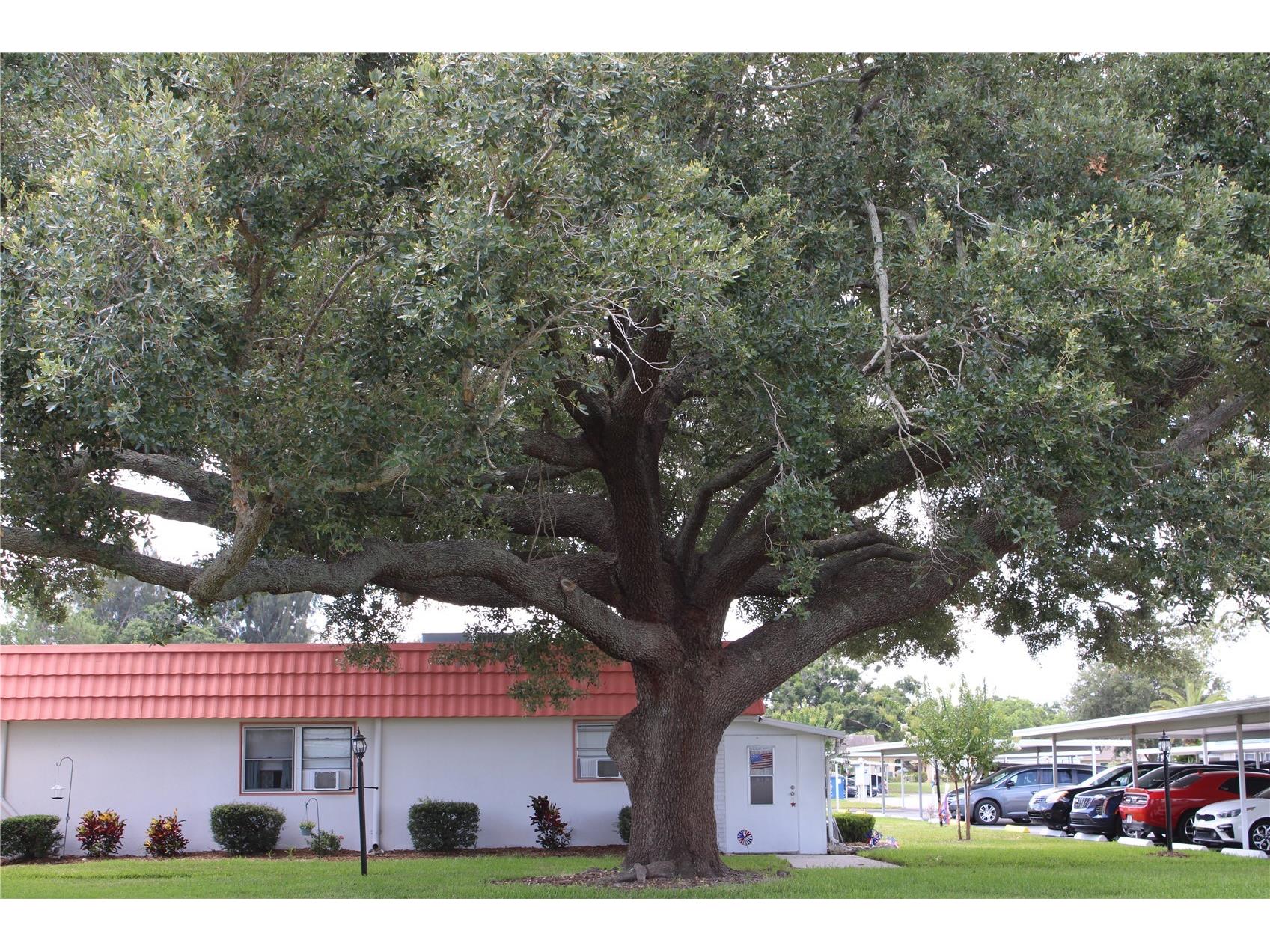 1802 Bedford Terrace #186 Sun City Center FL 33573 L4962723 image26