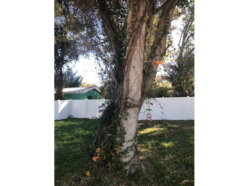 1802 E Comanche Avenue Tampa FL 33610 TB8474511 image18