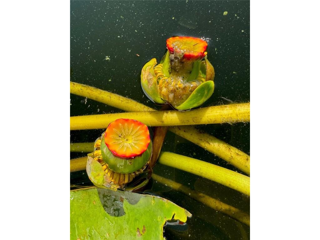 18102 Spencer Road Odessa FL 33556 W7875774 image8