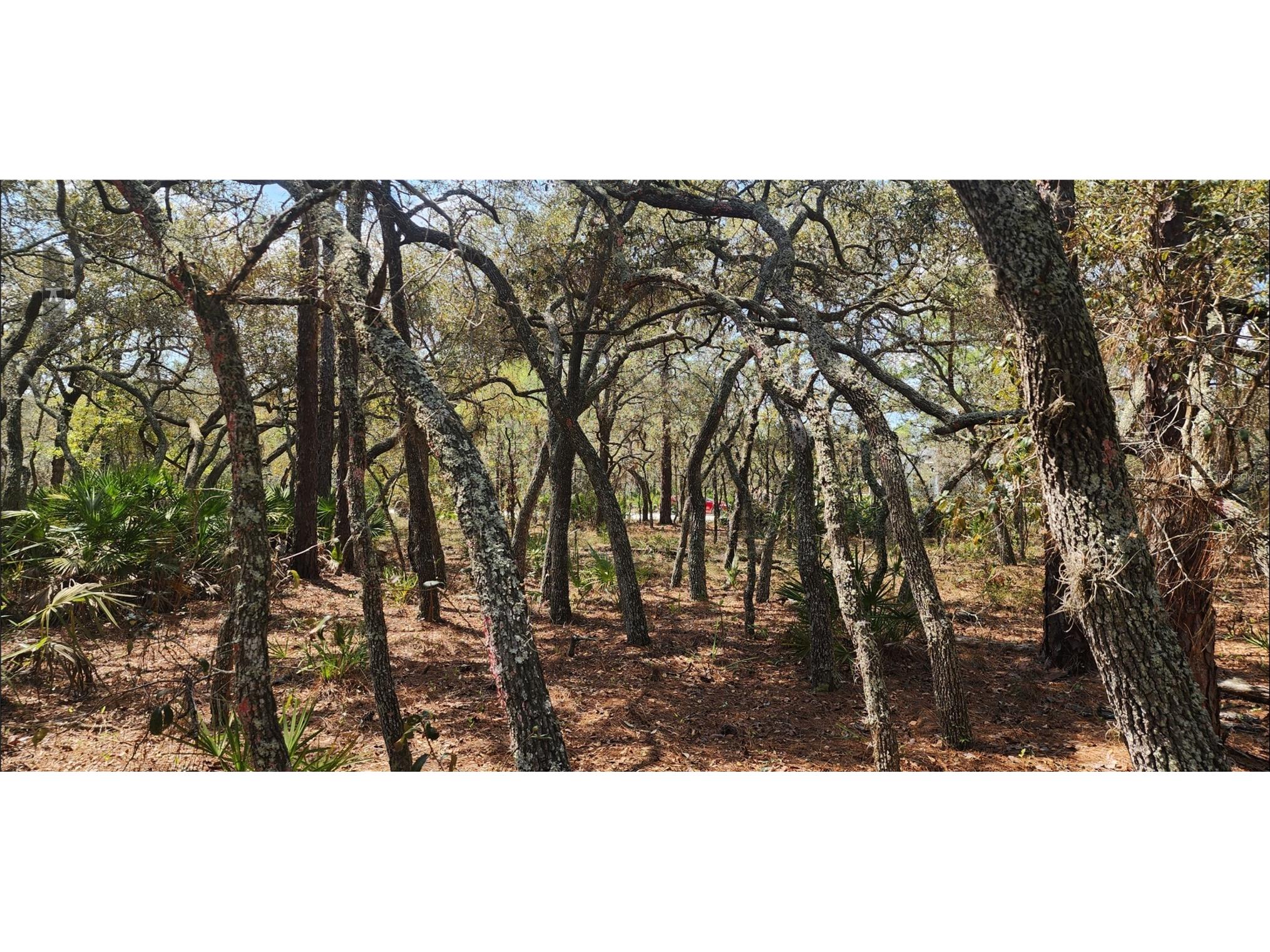18106 Parakeet Road Brooksville FL 34614 TB8532466 image3