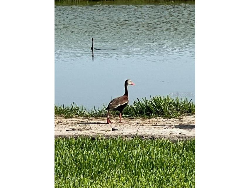 18129 Cropside Trail Bradenton FL 34211 A4674356 image18