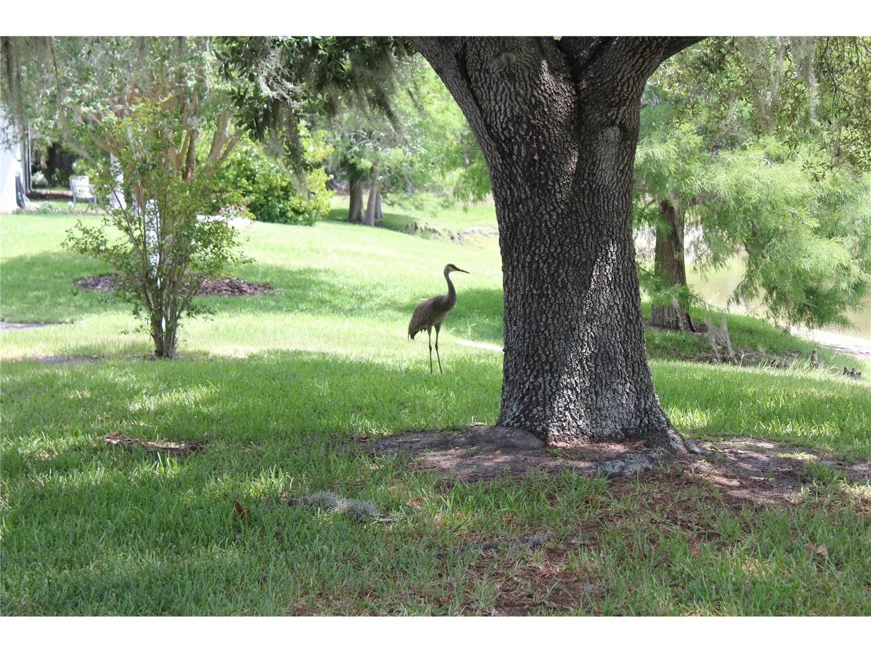 1819 Sandhill Lane Winter Haven FL 33884 K4903563 image12