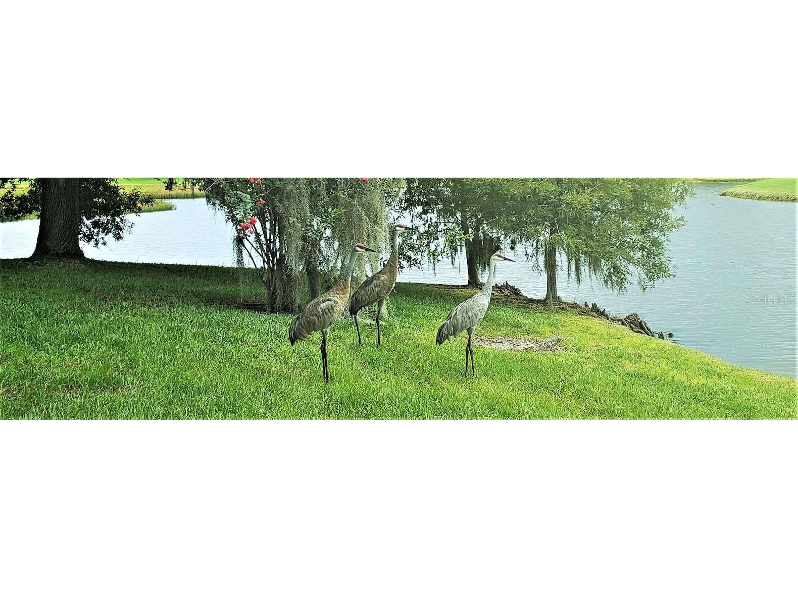 1819 Sandhill Lane Winter Haven FL 33884 K4903563 image79