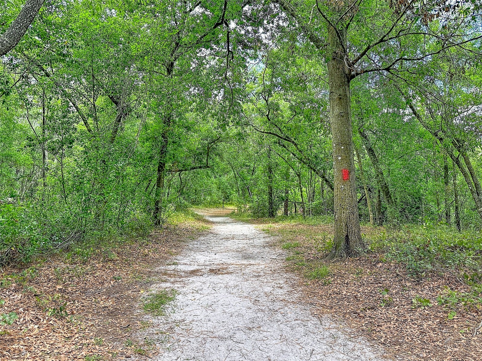 1819 Sinclair Hills Road Lutz FL 33549 TB8506871 image60
