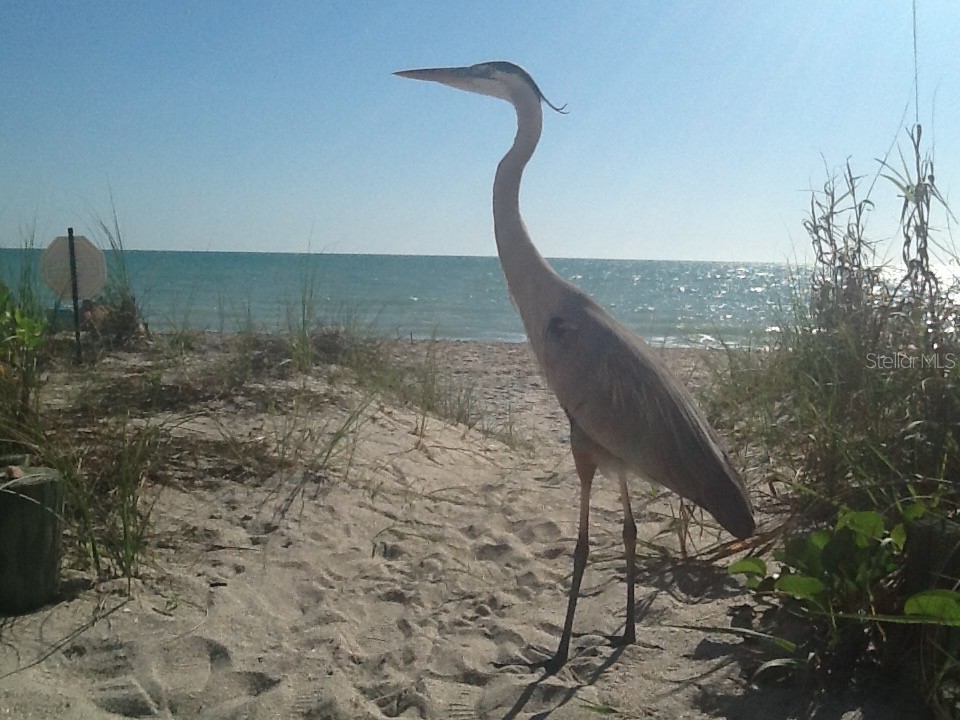 1820 Gulf Boulevard Englewood FL 34223 - GULF OF MEXICO D6140065 image20