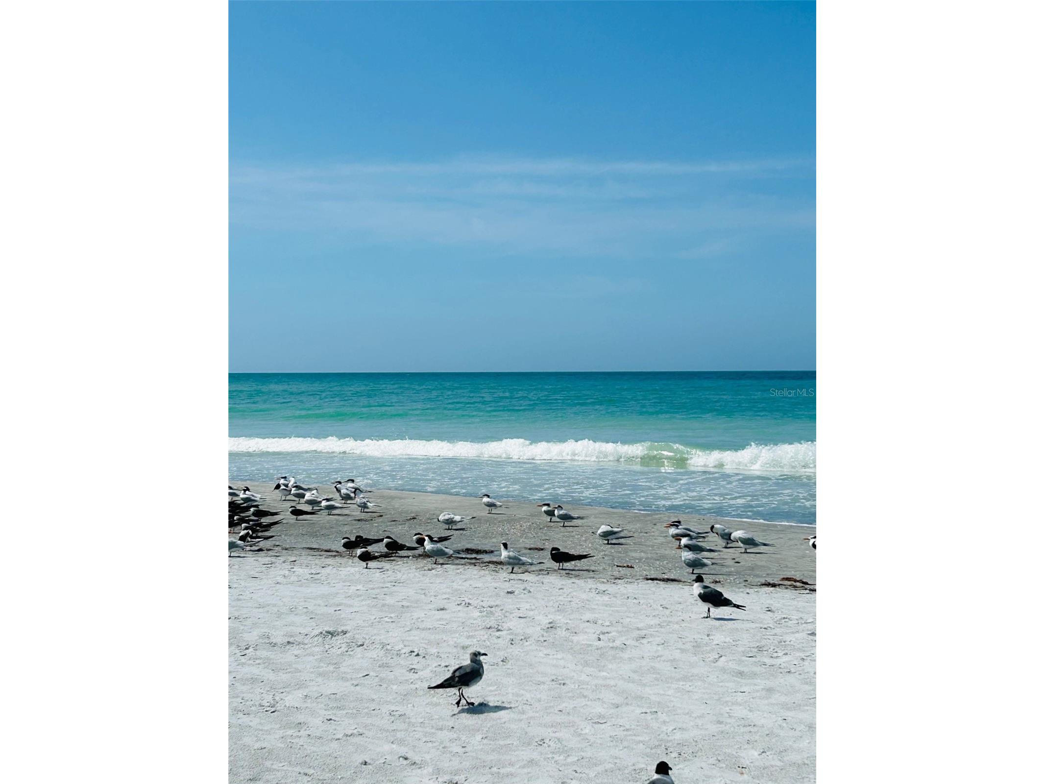 18218 Sunset Boulevard #A Saint Petersburg FL 33708 - GULF OF MEXICO TB8412423 image14