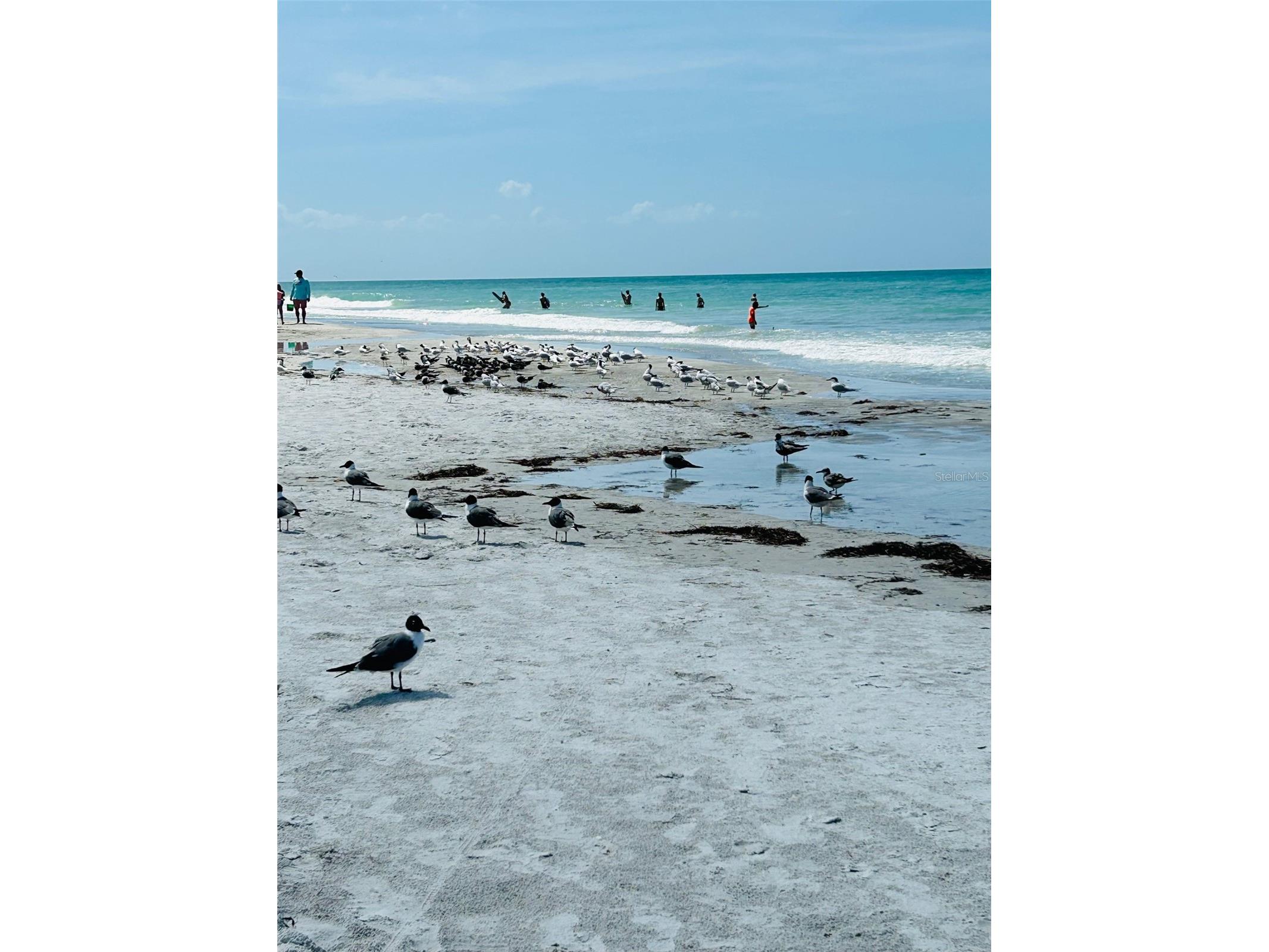 18218 Sunset Boulevard #B Saint Petersburg FL 33708 - GULF OF MEXICO TB8414300 image4