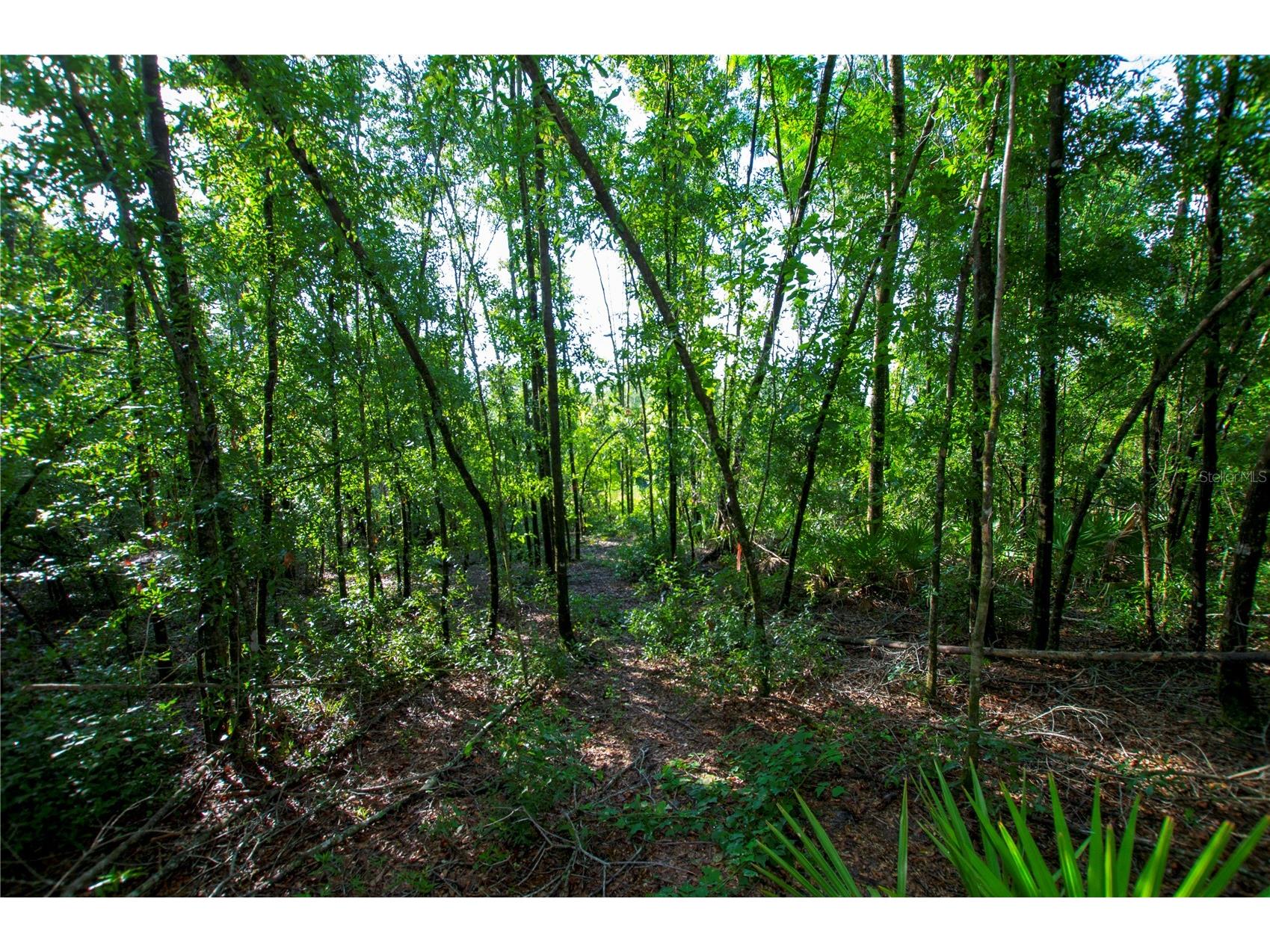 18233 185th Rd Live Oak FL 32060 TB8508929 image75