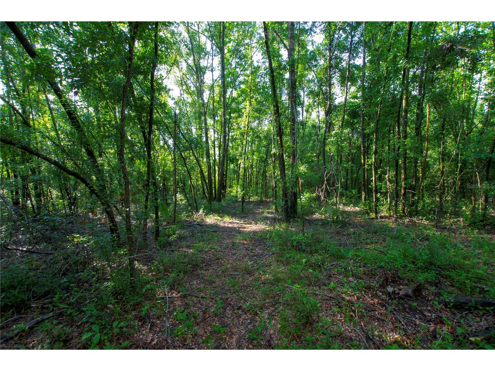 18233 185th Rd Live Oak FL 32060 TB8508929 image77