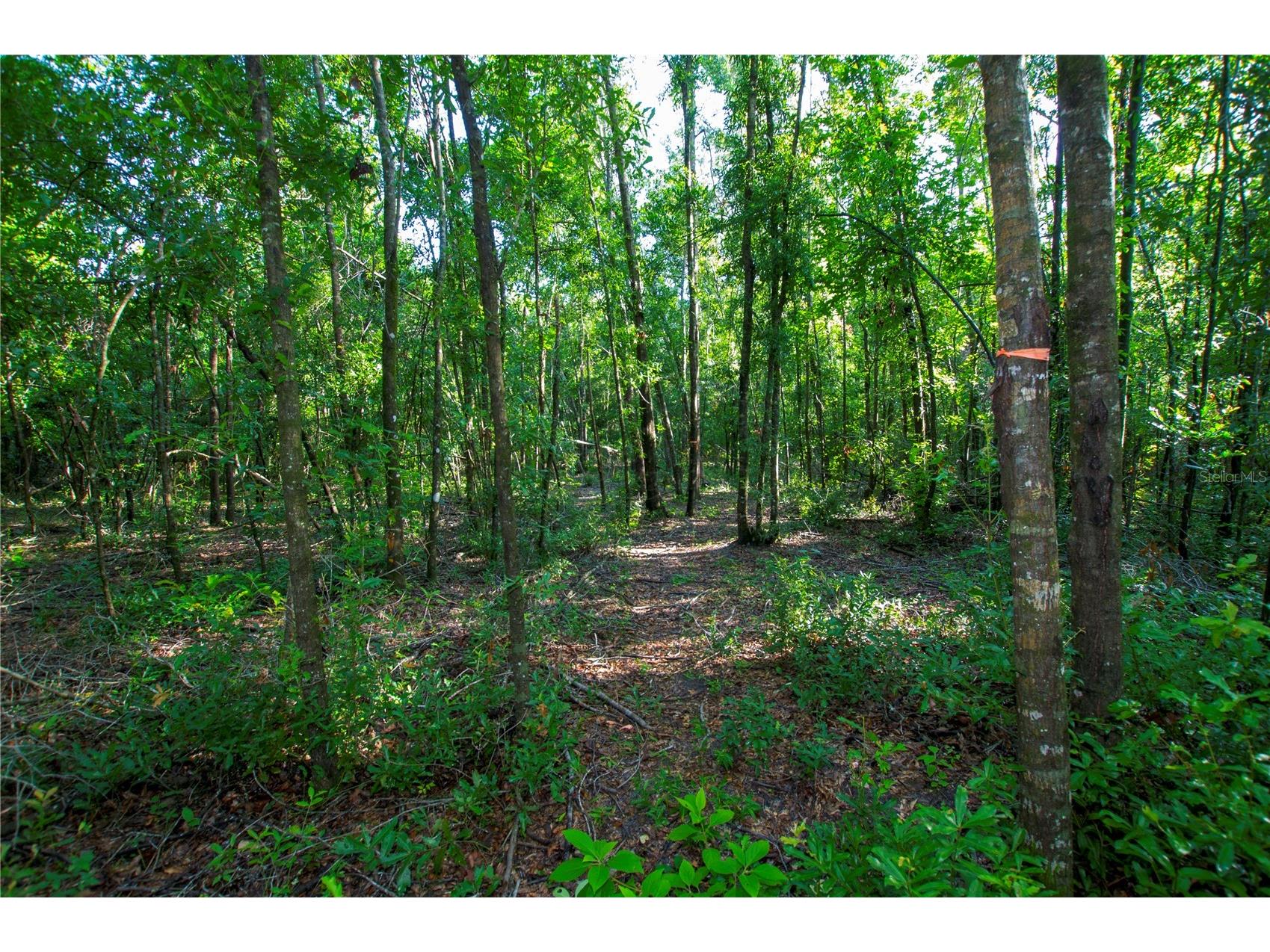 18233 185th Rd Live Oak FL 32060 TB8508929 image78