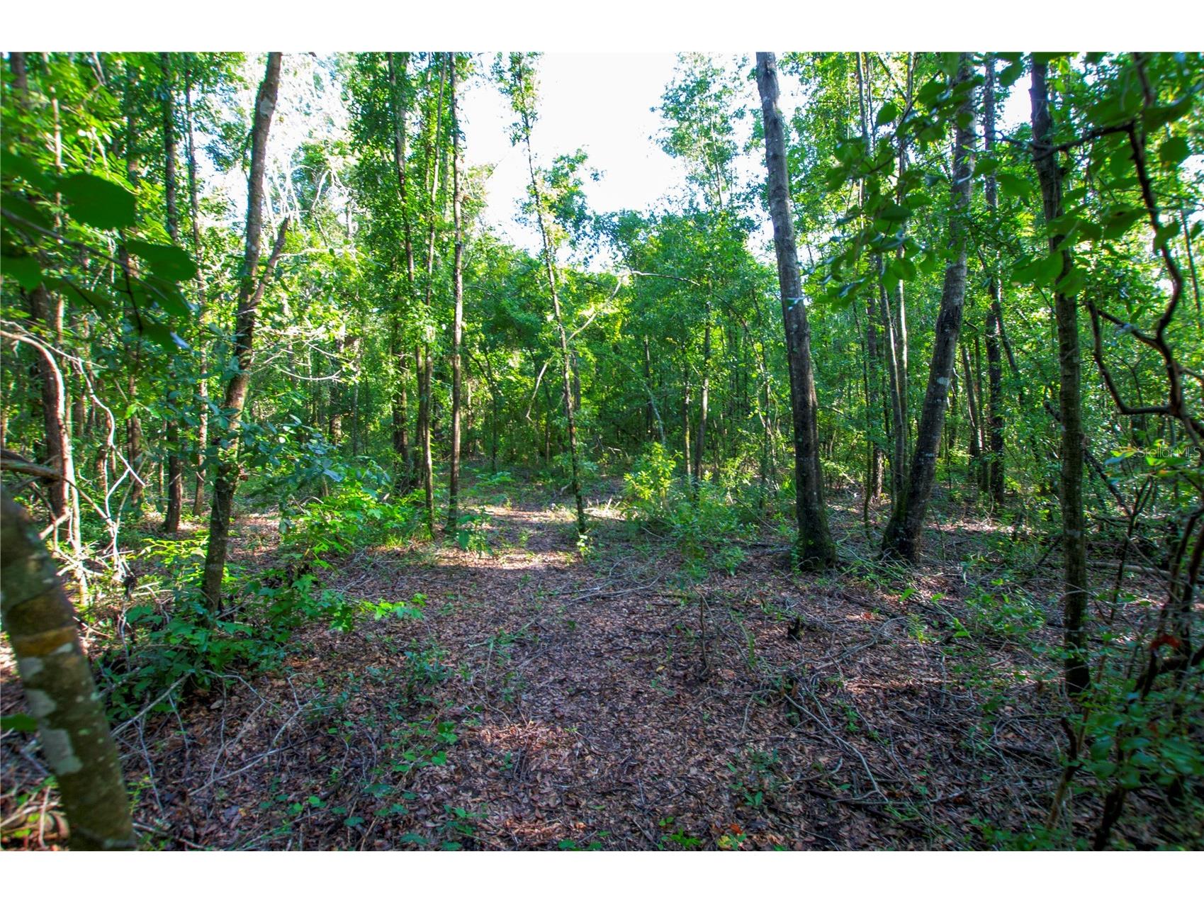 18233 185th Rd Live Oak FL 32060 TB8508929 image80