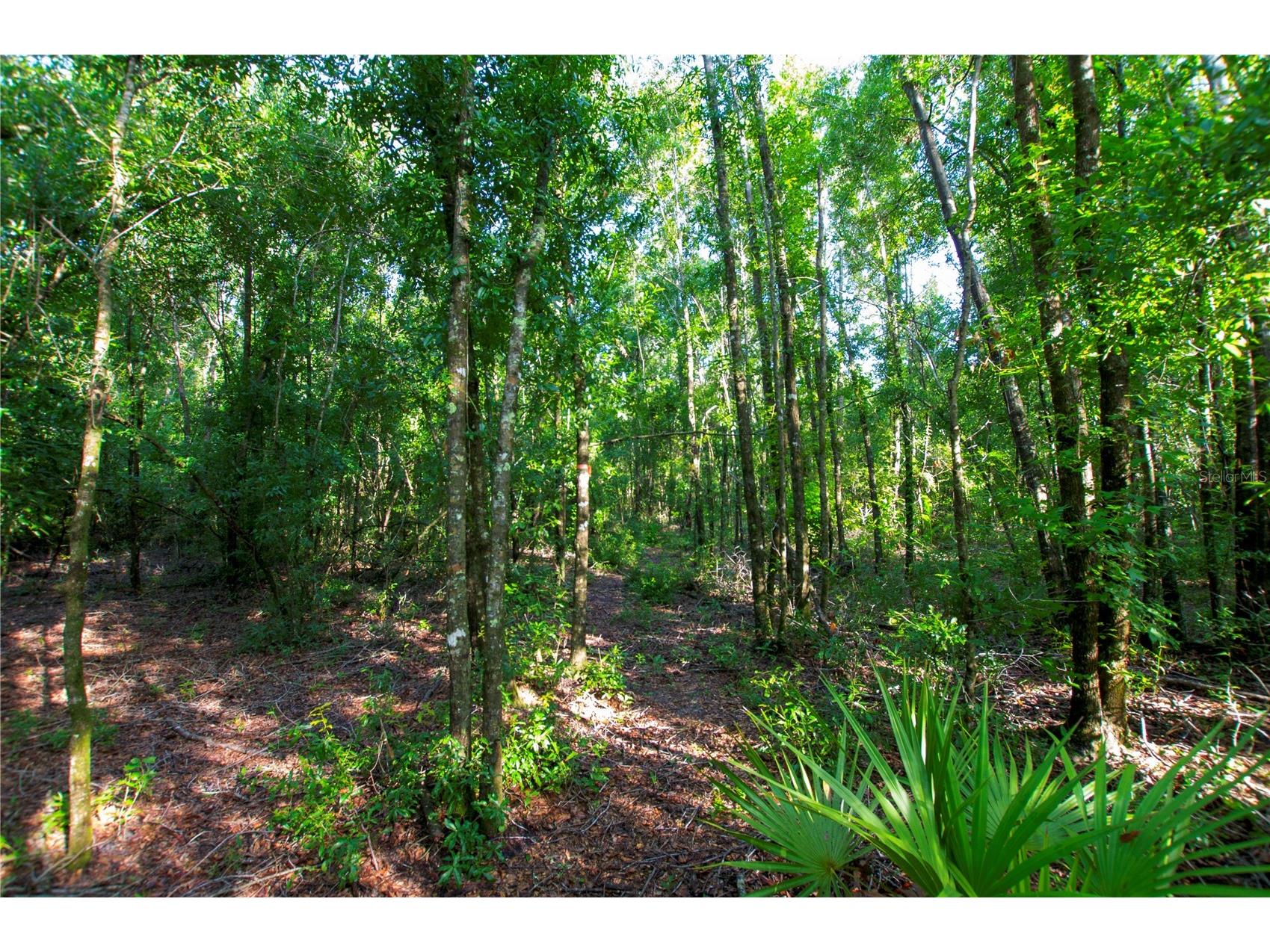 18233 185th Rd Live Oak FL 32060 TB8508929 image81