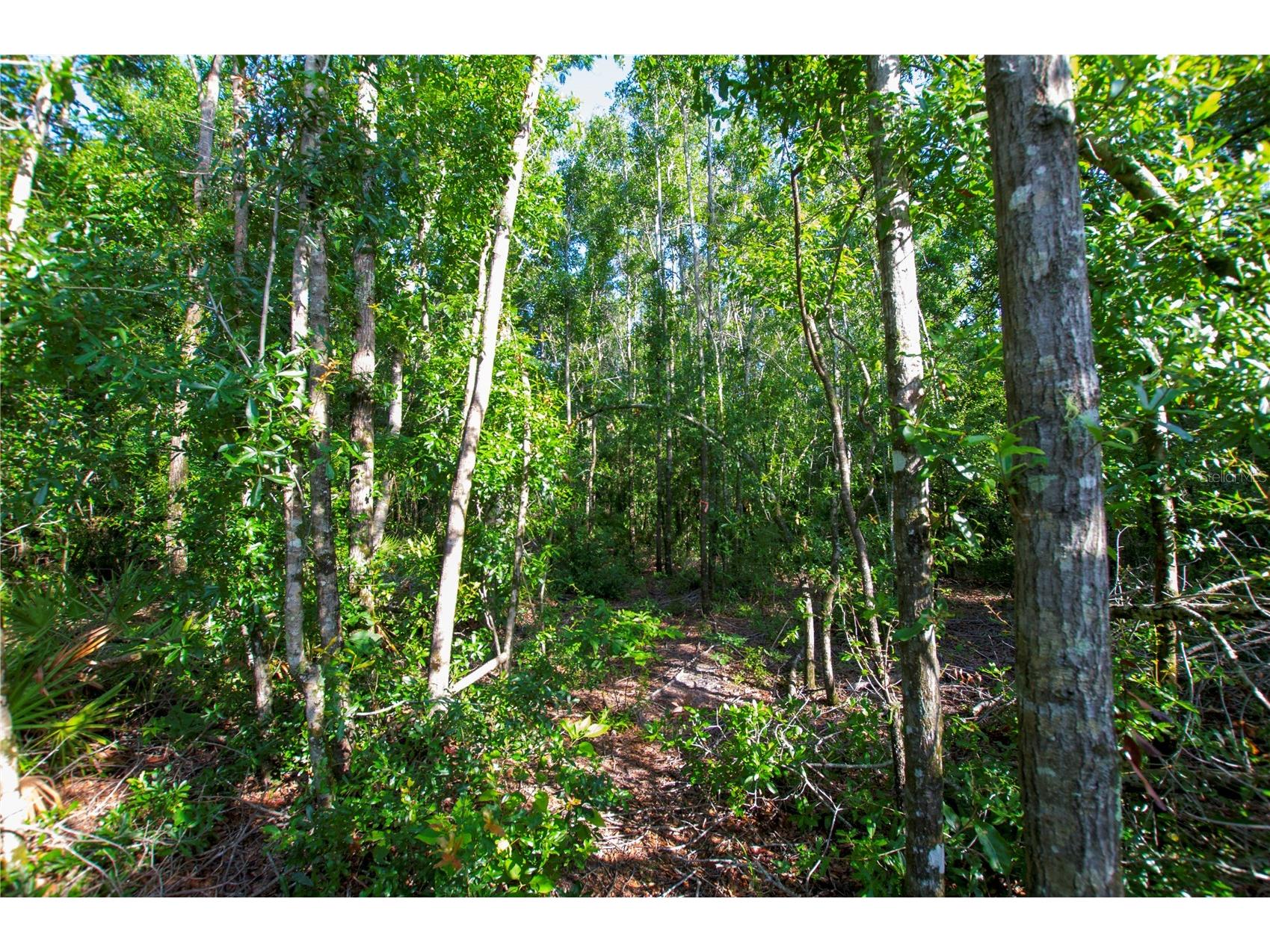 18233 185th Rd Live Oak FL 32060 TB8508929 image82