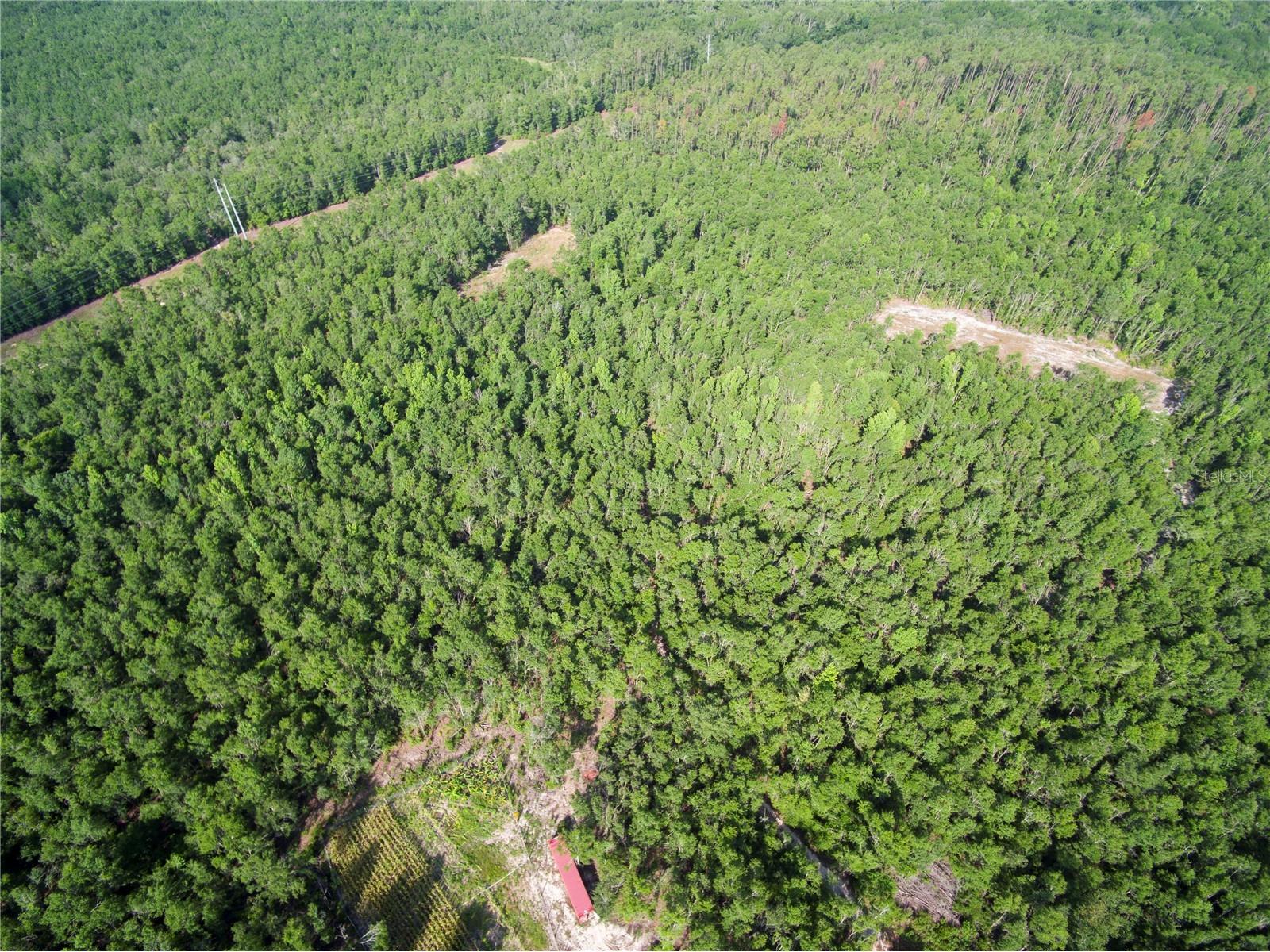 18233 185th Rd Live Oak FL 32060 TB8508929 image98