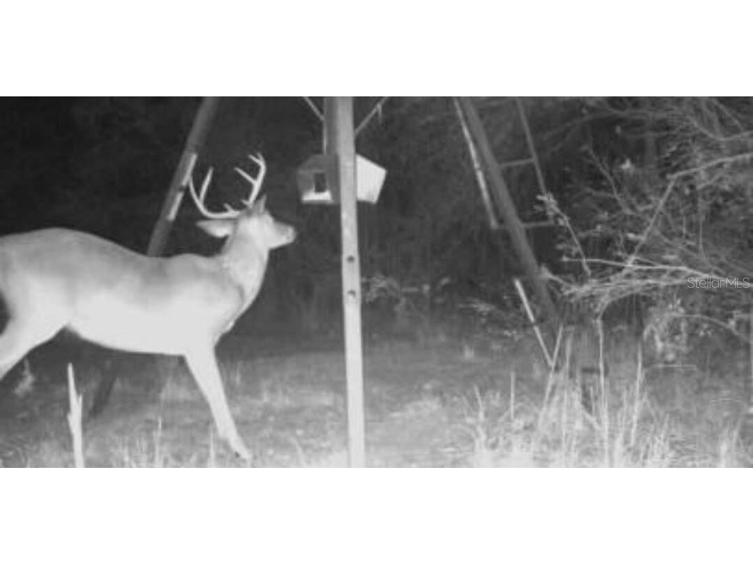 18237 185th Road Live Oak FL 32060 GC511625 image1