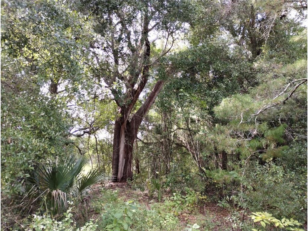 1826 SE 44th Place Bushnell FL 33513 W7880602 image4