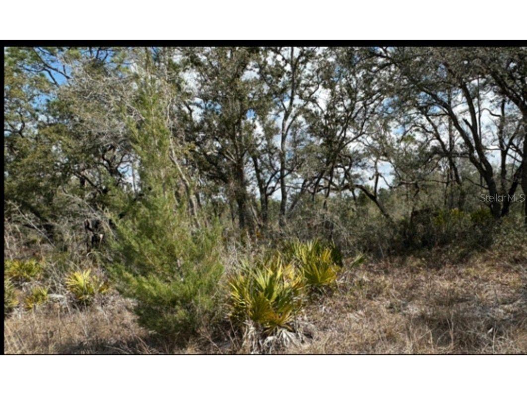 18308 Parakeet Road Brooksville FL 34614 W7883226 image1