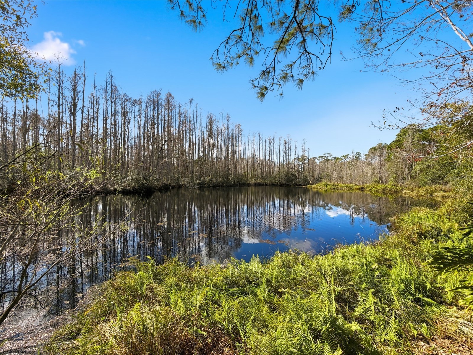 18324 Jorene Road Odessa FL 33556 TB8469078 image62