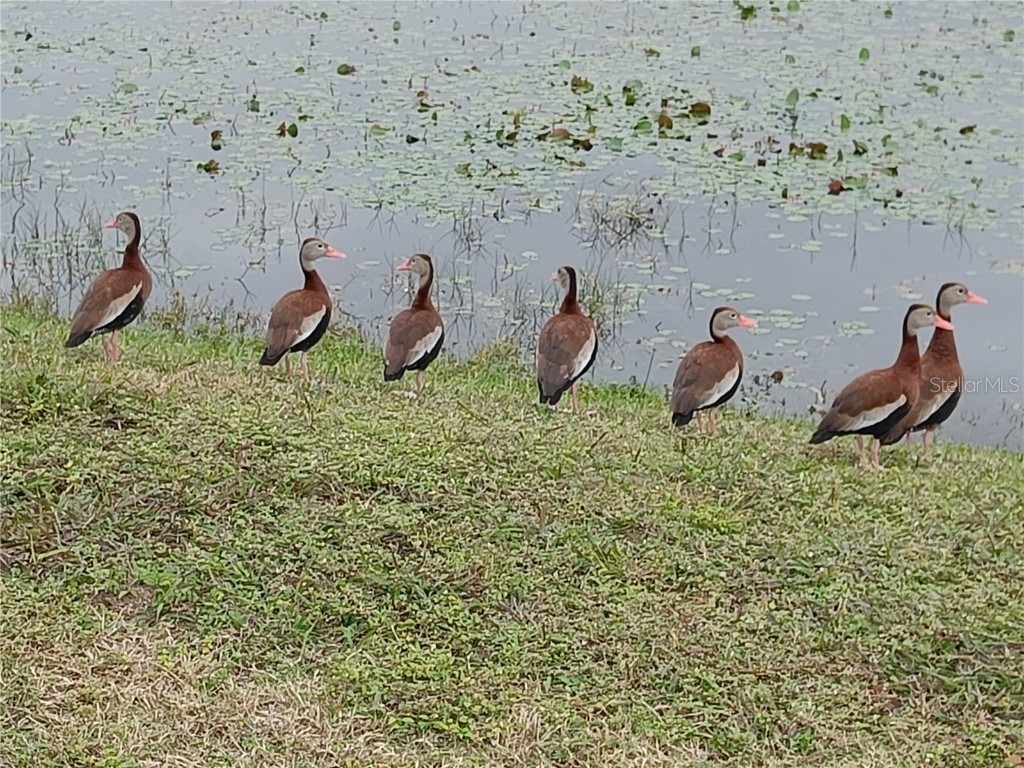 18335 Oxford Avenue Port Charlotte FL 33948 C7510803 image33