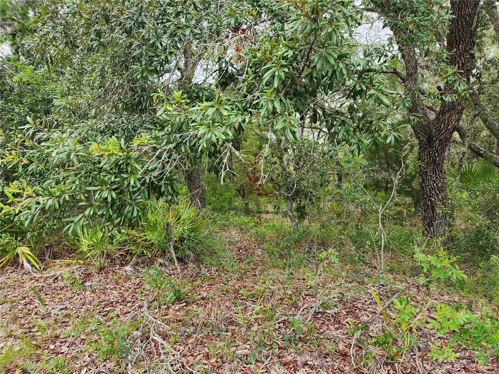 18364 Parakeet Road #LOT 25 Brooksville FL 34614 W7887597 image1