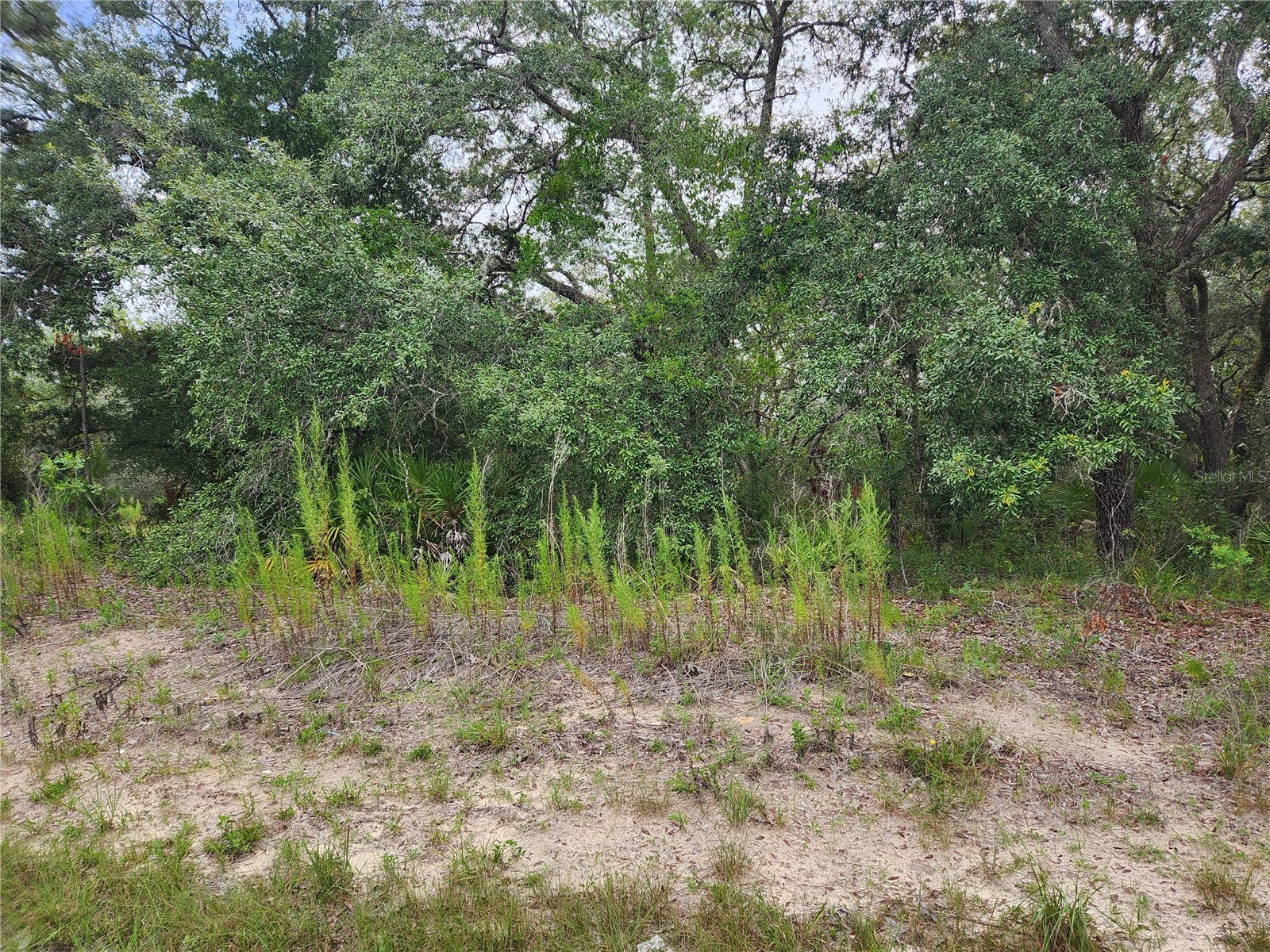 18364 Parakeet Road #LOT 25 Brooksville FL 34614 W7887597 image2
