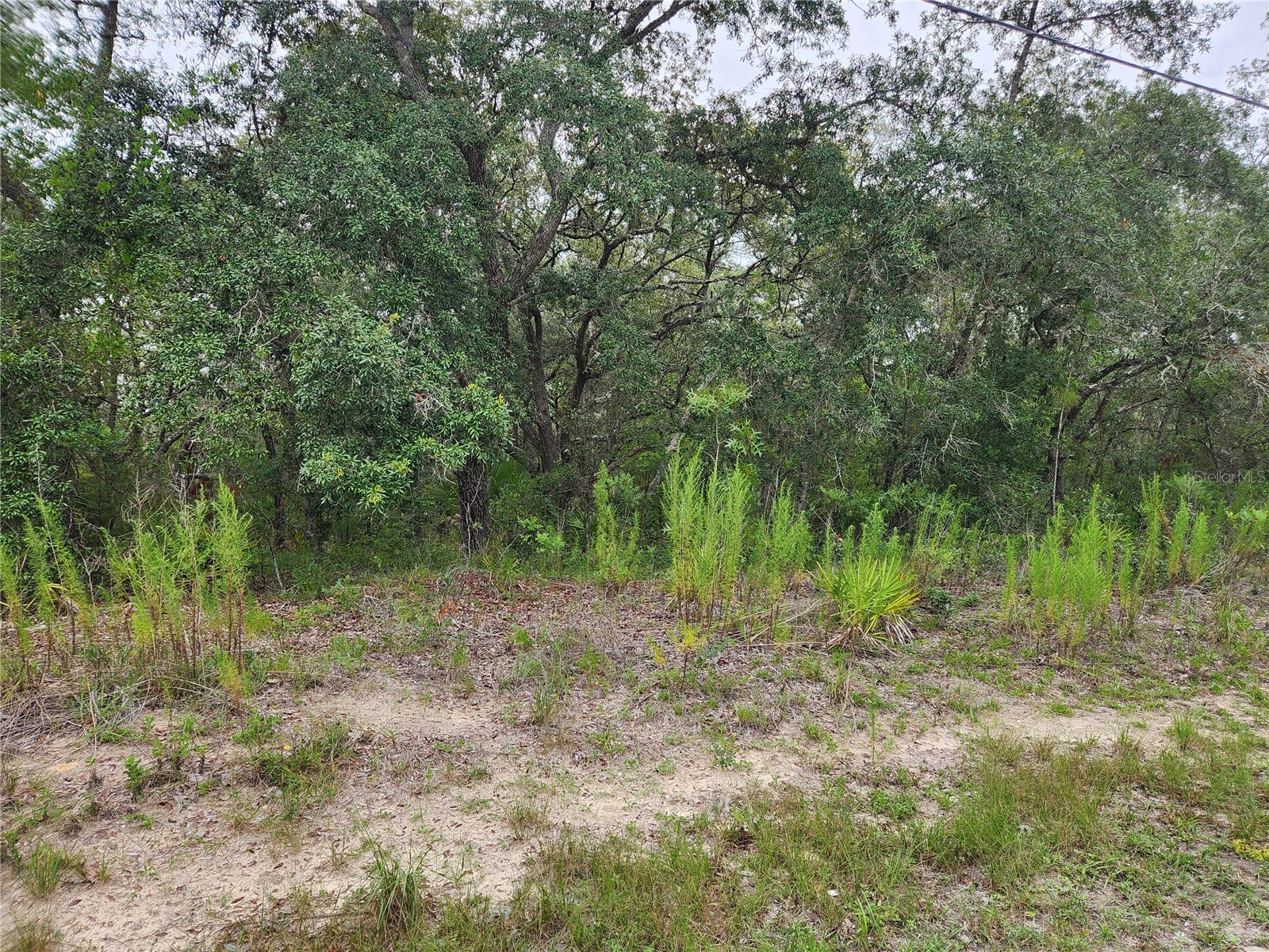 18364 Parakeet Road #LOT 25 Brooksville FL 34614 W7887597 image3