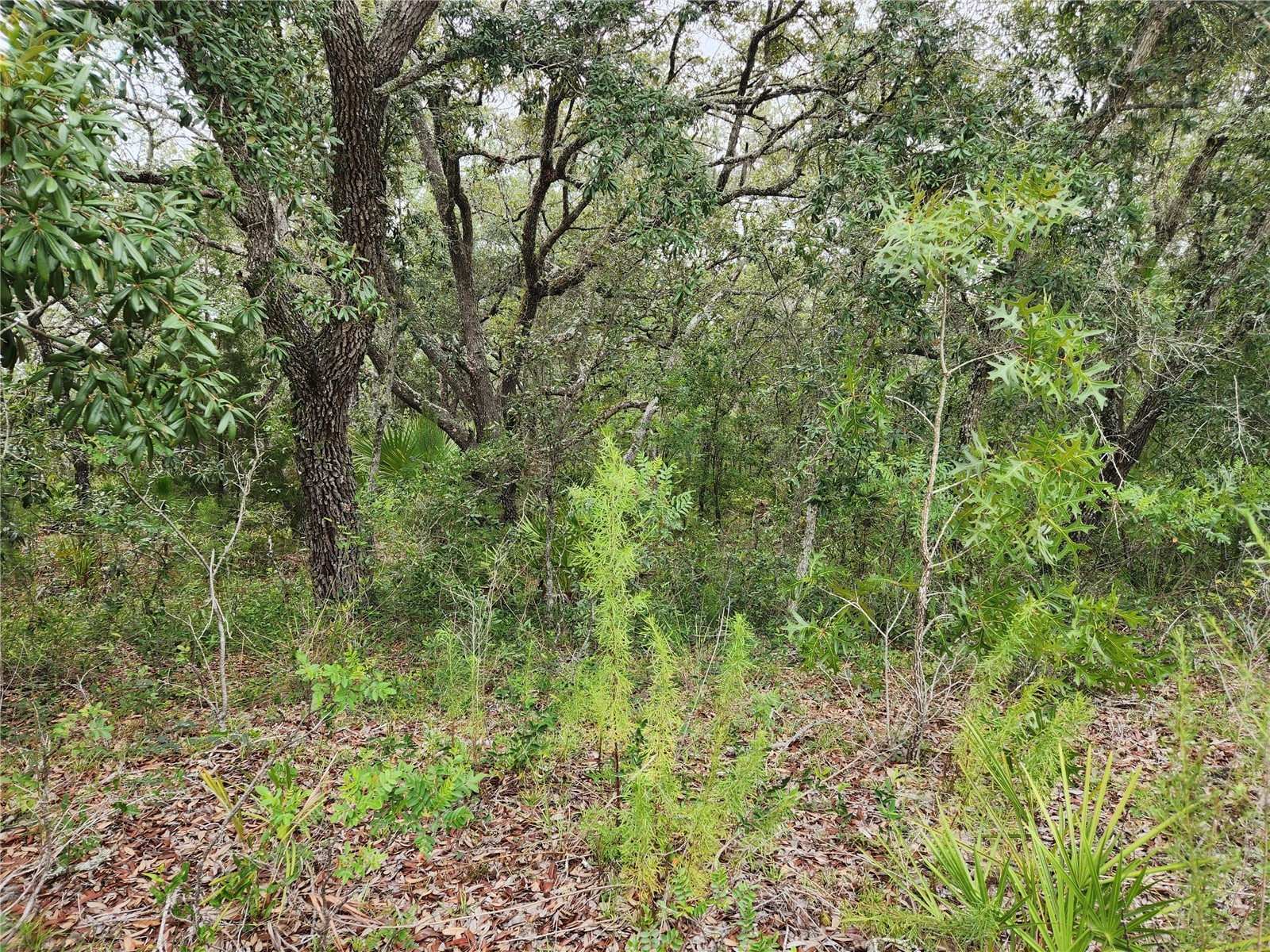 18364 Parakeet Road #LOT 25 Brooksville FL 34614 W7887597 image4