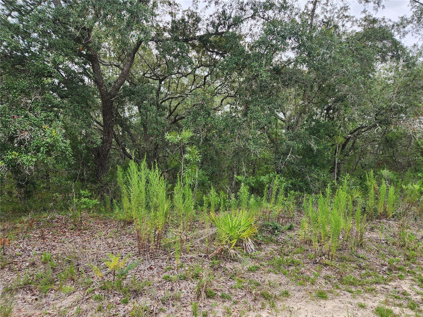 18364 Parakeet Road #LOT 25 Brooksville FL 34614 W7887597 image6