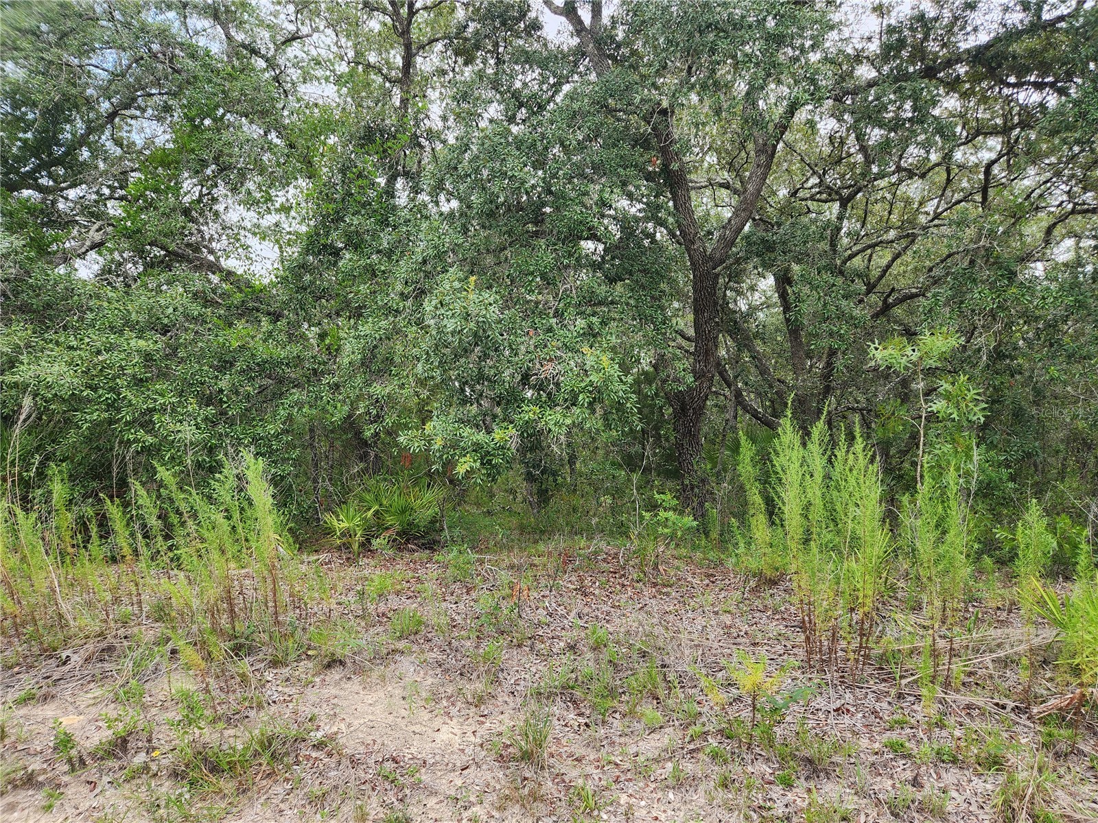 18364 Parakeet Road #LOT 25 Brooksville FL 34614 W7887597 image7